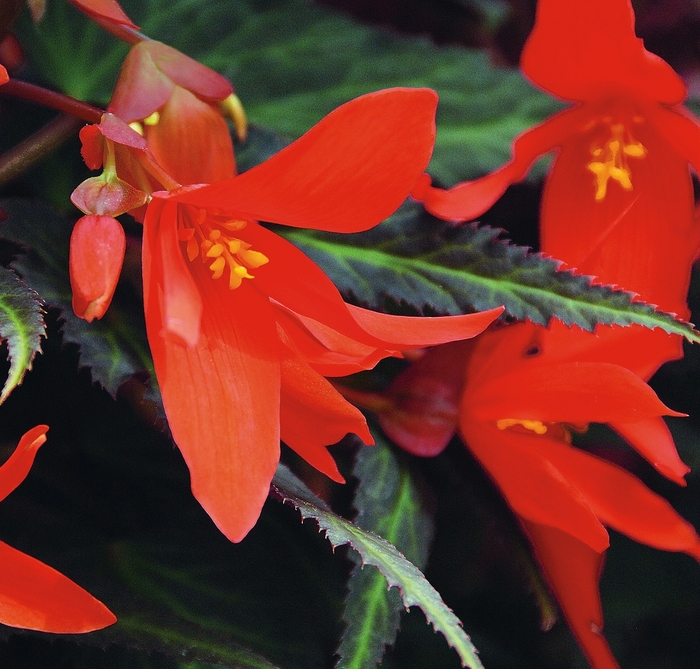 Begonia x tuberhybrida Summerwings® 'Ebony and Orange' (143861)