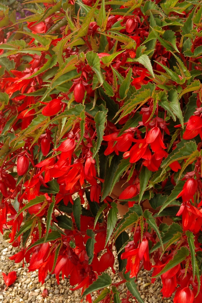 Begonia x tuberhybrida Summerwings® 'Deep Red' (143882)