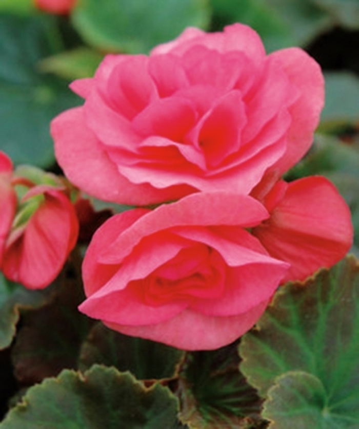 Begonia x hiemalis Solenia® 'Light Pink' (143885)