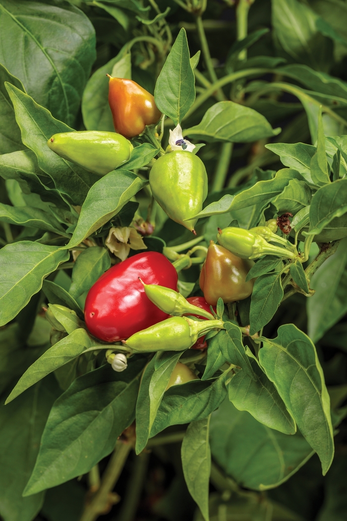 Capsicum annuum Fire Away™ 'Hot and Heavy' (144018)