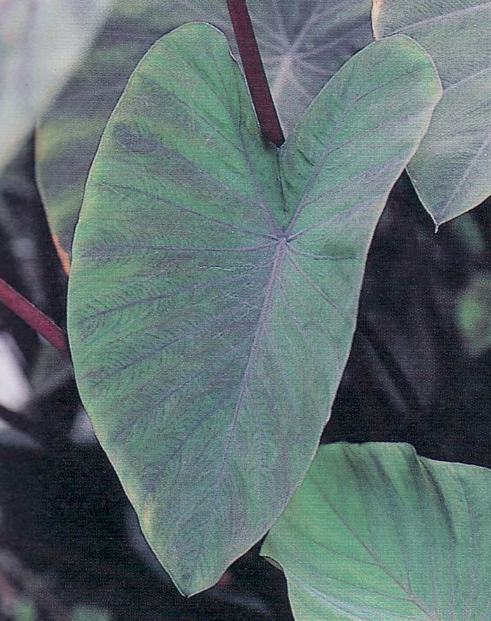Colocasia esculenta 'Heart of the Jungle' (144049)