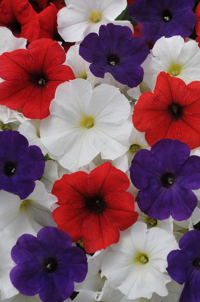 Petunia Pretty Flora™ 'Flag Mix' (144577)