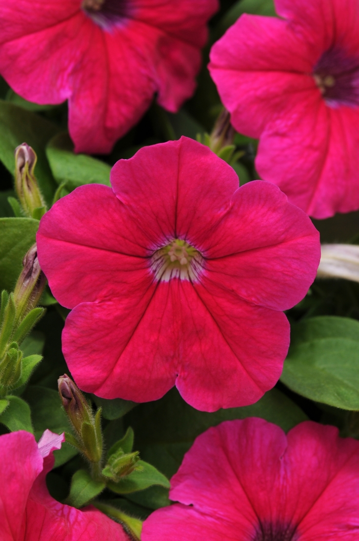 Petunia Pretty Flora™ 'Pink' (144583)
