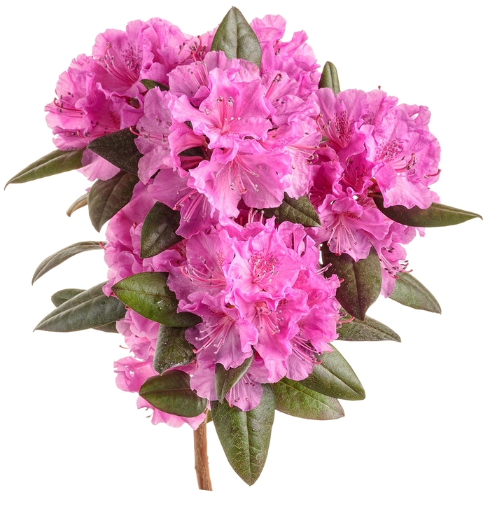 Rhododendron 'Black Hat®' (144667)