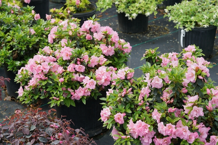 Rhododendron Perfecto Mundo® 'Double Pink' (144673)
