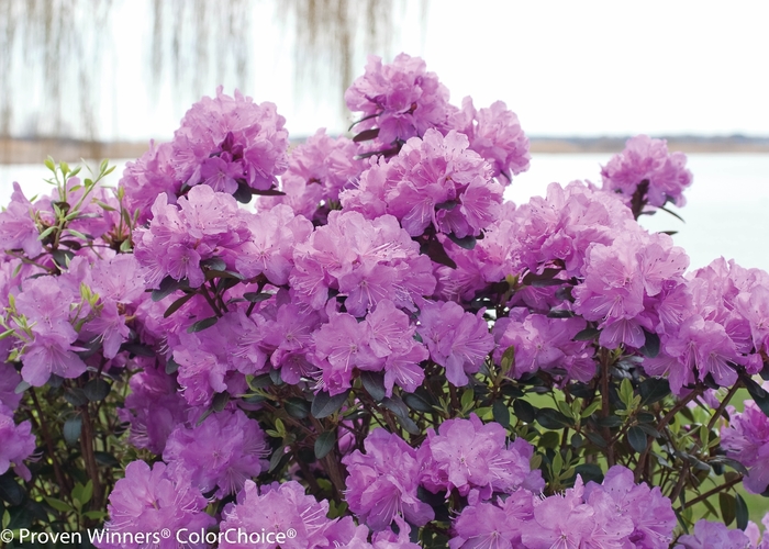 Rhododendron 'Amy Cotta' (144676)