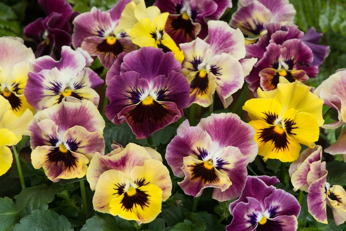 Viola cornuta Frizzle Sizzle 'Mini Tapestry' Pansy from Garden Center ...