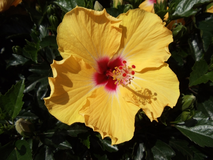 Hibiscus rosa-sinensis Tradewinds™ 'Curacao Wind' (146406)