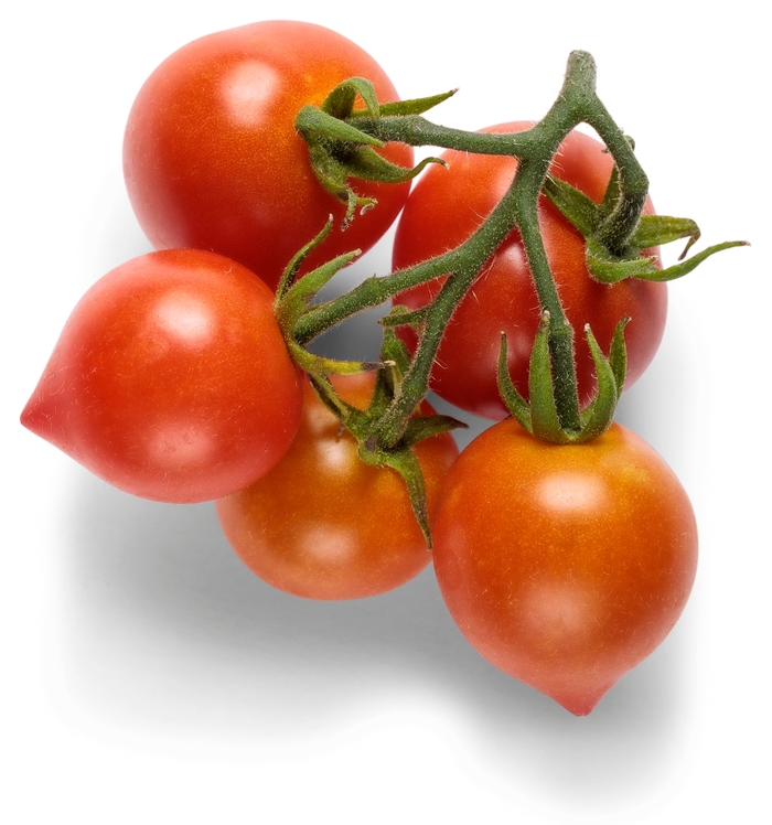 Lycopersicon esculentum Tempting Tomatoes™ 'Goodhearted™' (155943)