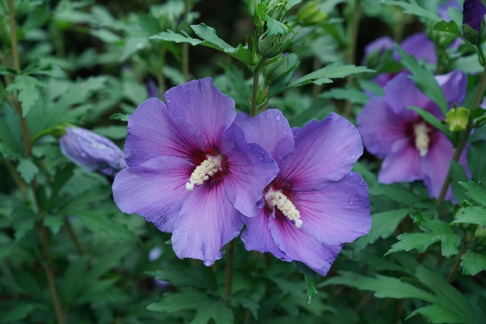 Hibiscus syriacus Paraplu Violet® '' (156108)