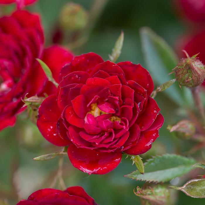 Rosa Easy Elegance® 'Chi™' (156902)