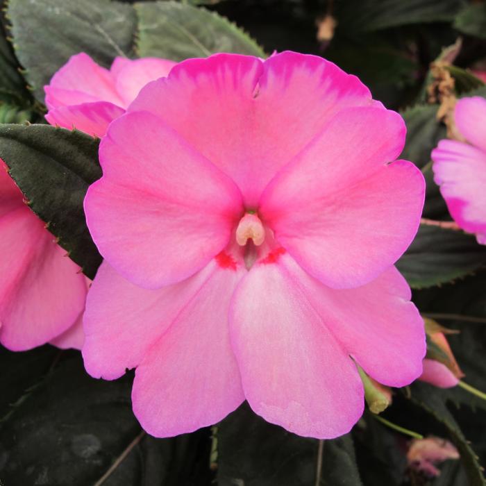 Impatiens hawkeri Sunstanding 'Aurora Light Pink' New Guinea Impatien ...