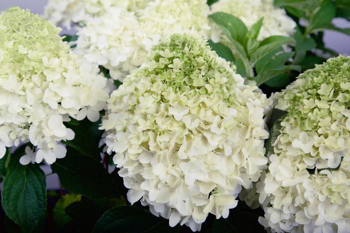 Hydrangea paniculata 'White Wedding®' LeeP1 Hydrangea | Garden Center ...