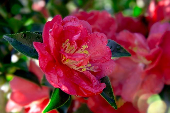 Camellia sasanqua October Magic® 'Rose' (157798)