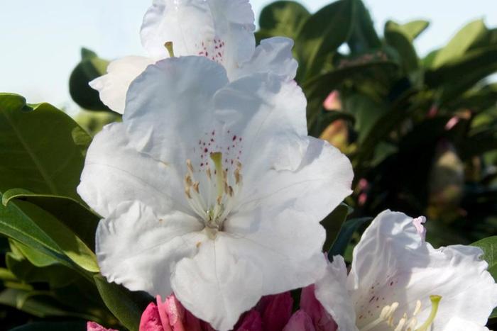 Rhododendron Southgate® 'Divine™' (157804)