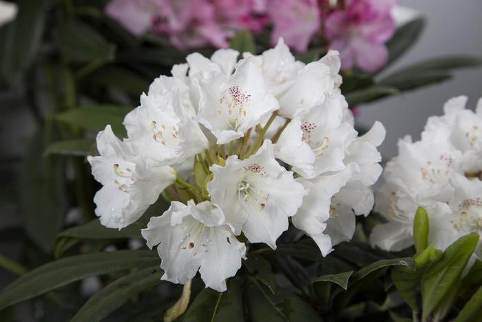 Rhododendron Southgate® 'Charm™' (157807)