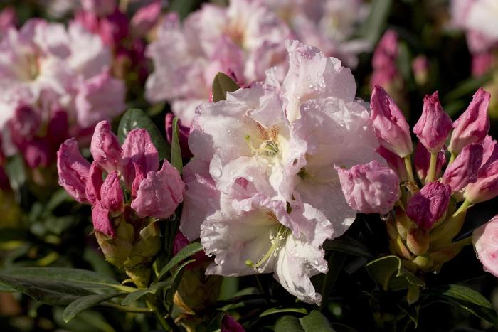 Rhododendron Southgate® 'Breeze™' (157809)
