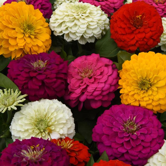 Zinnia elegans Zesty™ Zinnia | Garden Center Marketing