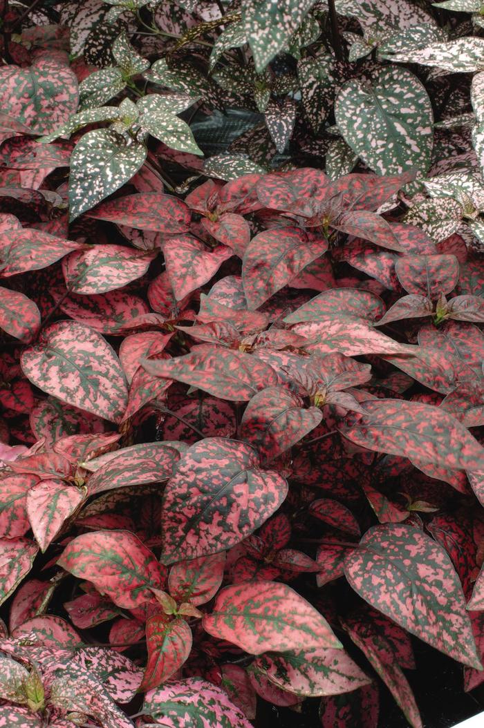 Hypoestes phyllostachya Splash 'Red' Polka Dot Plant | Garden Center ...