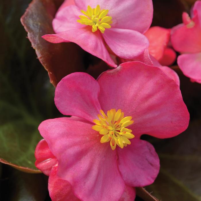 Begonia semperflorens Harmony 'Rose' (158259)
