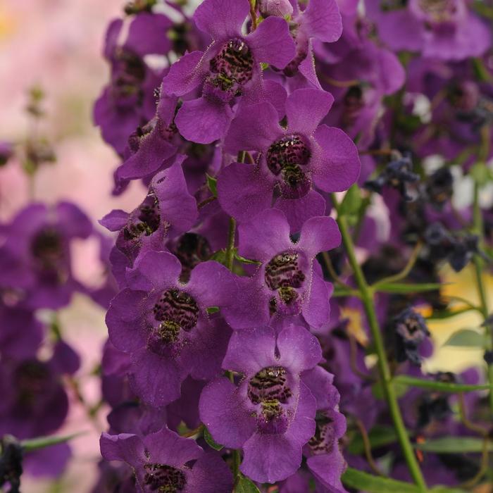 Angelonia angustifolia Archangel™ 'Dark Purple' (158381)