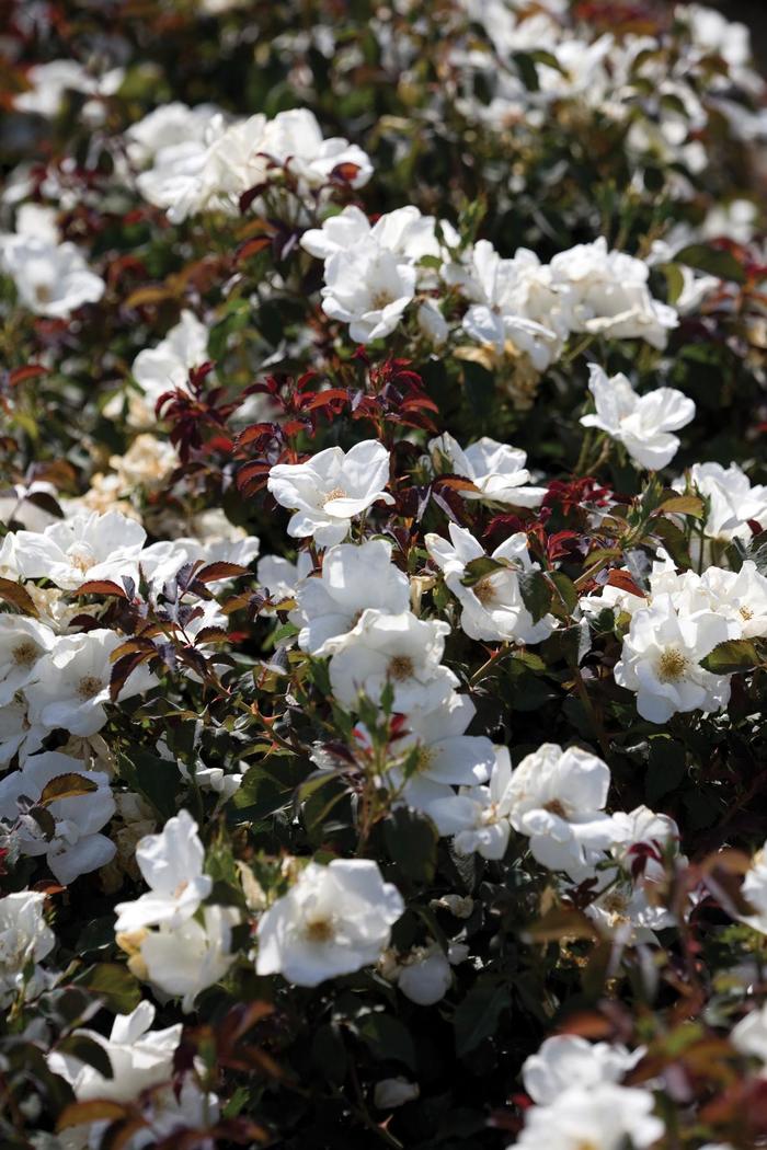 Rosa Knock Out® 'White' (158700)