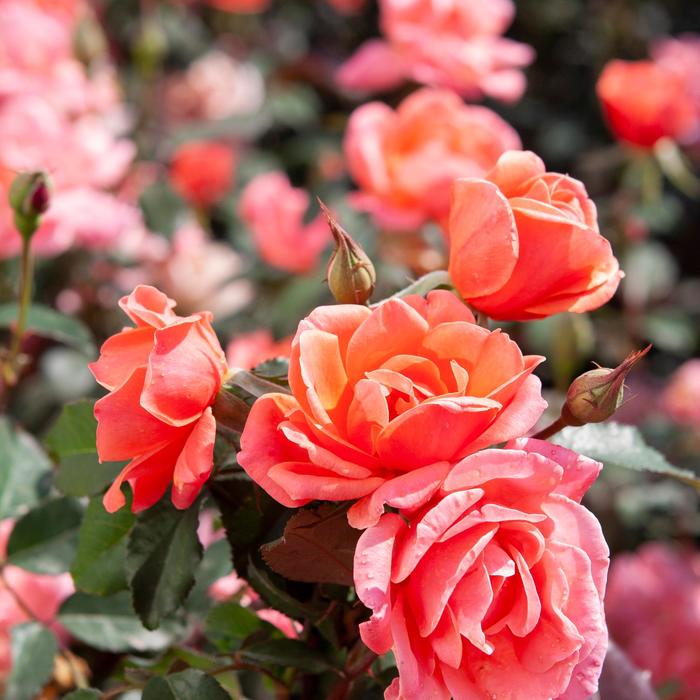 Rosa Knock Out® 'Coral' (158714)