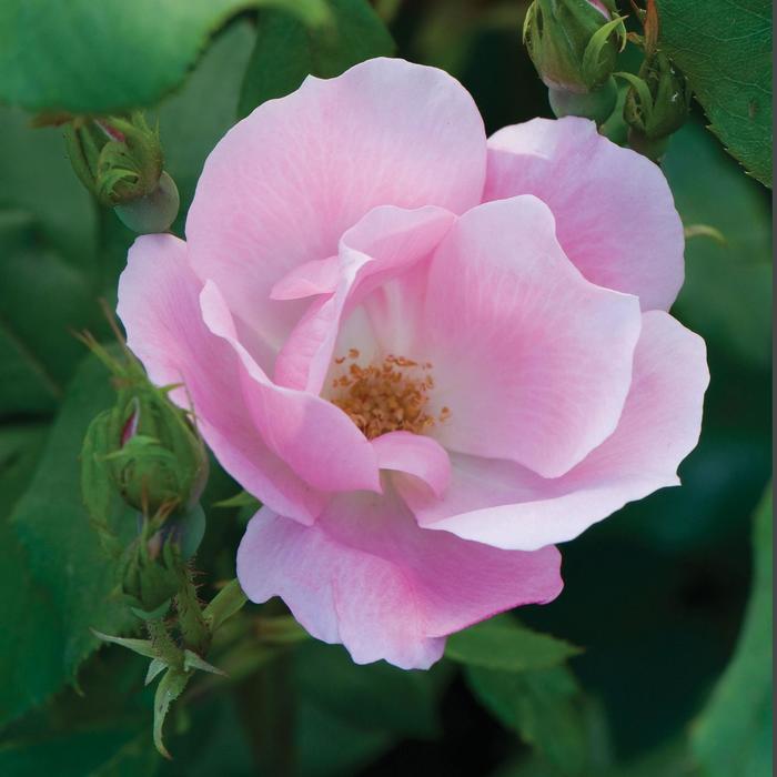 Rosa Knock Out® '' (158718)