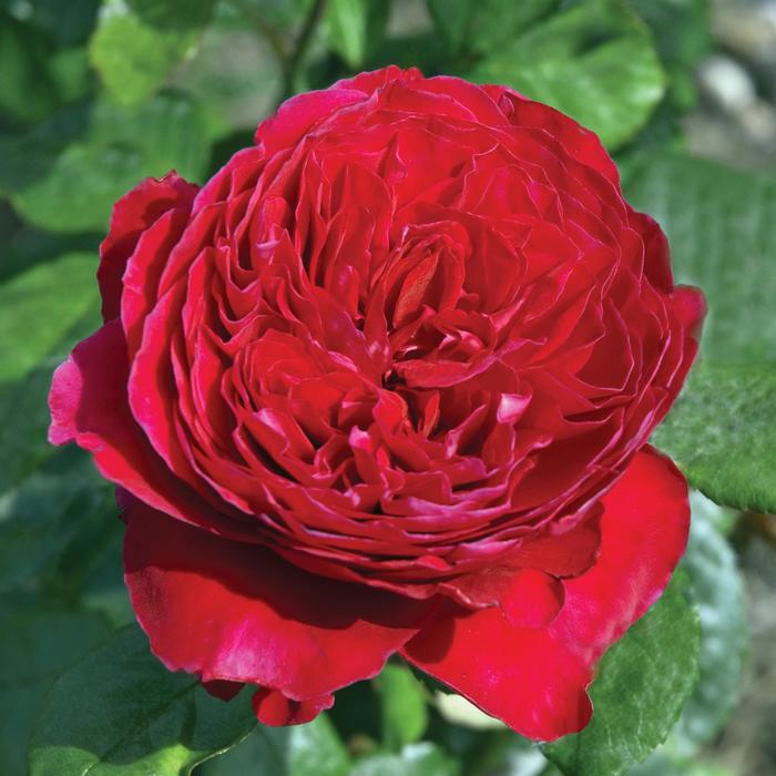 Rosa 'Rouge Royale™' (159070)