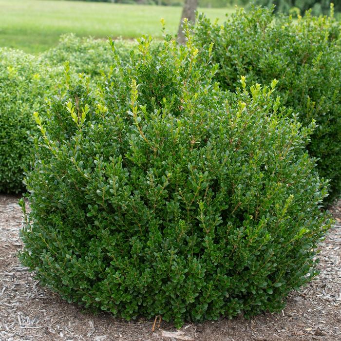 Buxus microphylla 'Little Missy' (159482)
