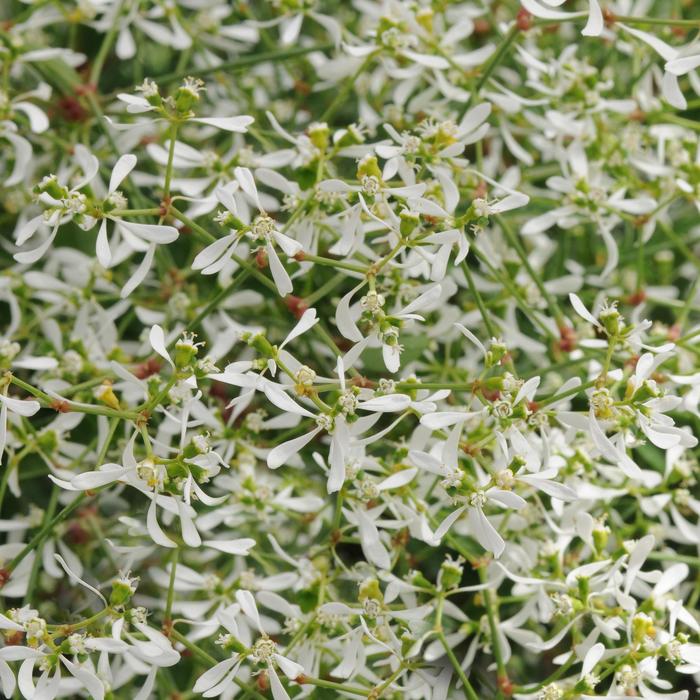Euphorbia hypericifolia Breathless® 'White' (159886)