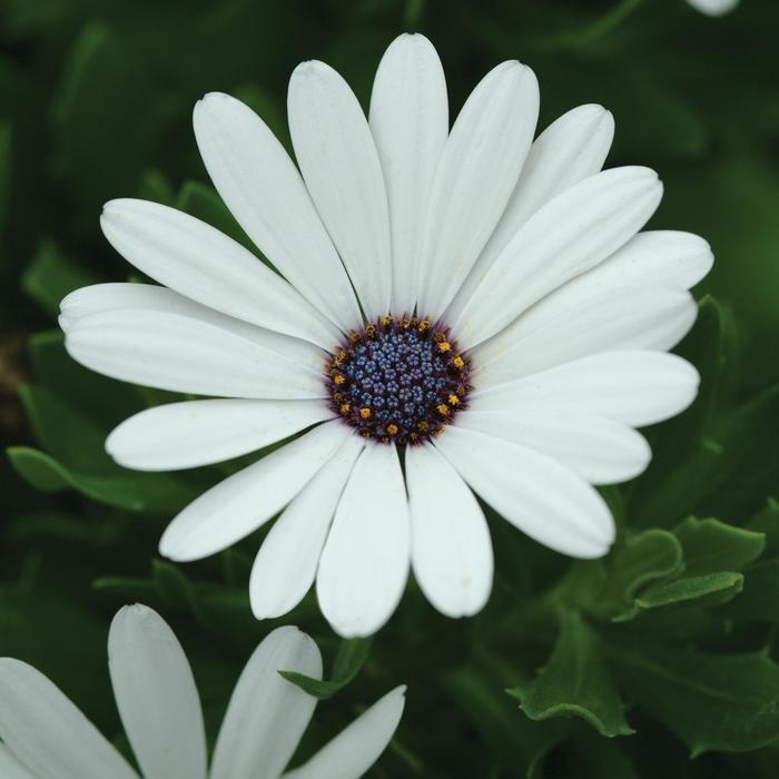 Osteospermum ecklonis Serenity™ 'White' (160733)