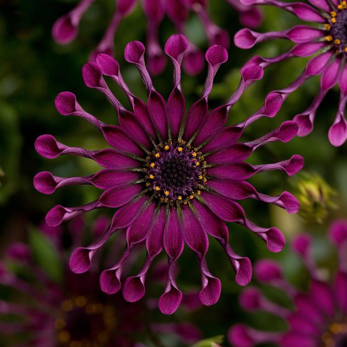 Osteospermum ecklonis FlowerPower™ 'Spider Purple' (160764)