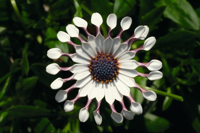 Osteospermum ecklonis FlowerPower™ 'Spider White' (160767)