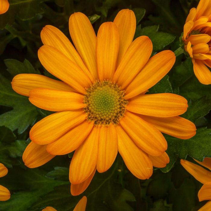 Chrysanthemum indicum 'Flagstaff™ Topaz' (163015)