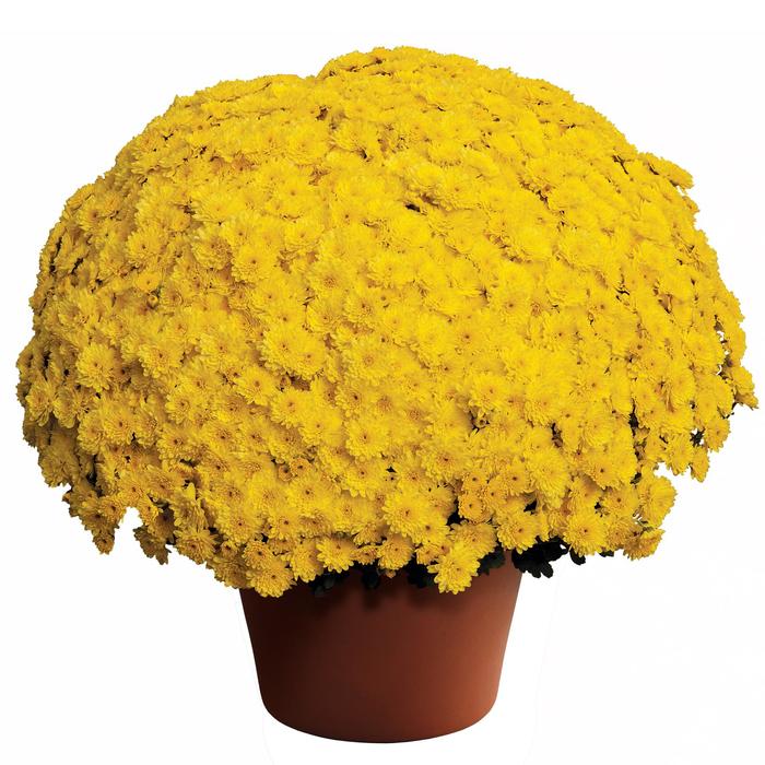 Chrysanthemum x morifolium Ursula™ 'Sunny Yellow' (163018)