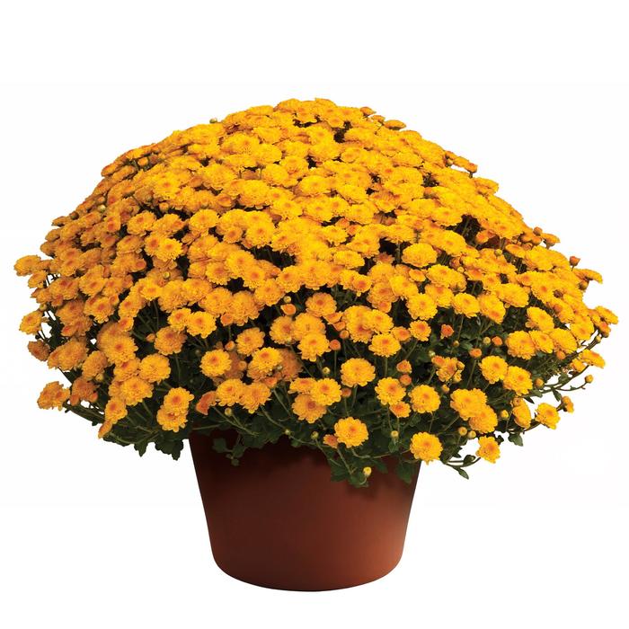Chrysanthemum grandiflorum 'Gigi™ Gold' (163022)