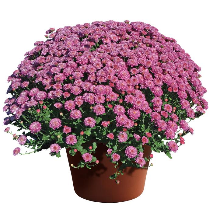 Chrysanthemum grandiflorum 'Gigi™ Dark Pink' (163023)