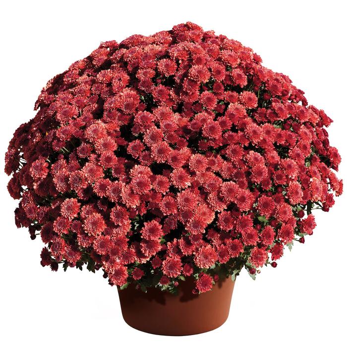 Chrysanthemum x morifolium 'Cheryl™ Jolly Red' (163036)