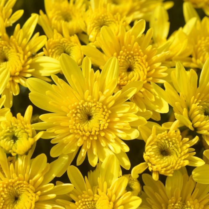 Chrysanthemum x morifolium 'Avalon Sunny Yellow' (163039)