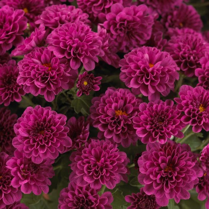 Chrysanthemum x morifolium 'Skyfall Purple' (163067)