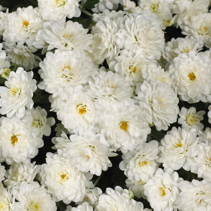 Chrysanthemum x morifolium 'Skyfall White' (163068)