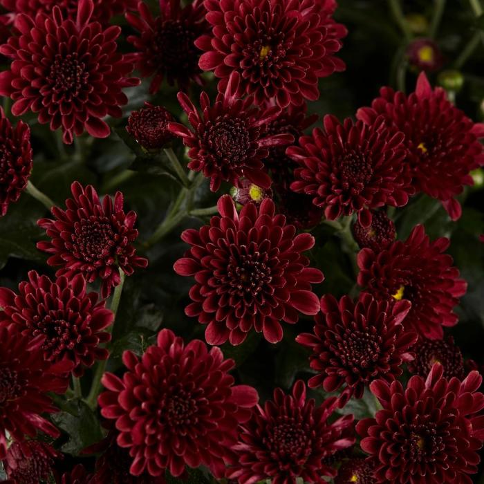 Chrysanthemum x morifolium 'Skyfall Red' (163069)