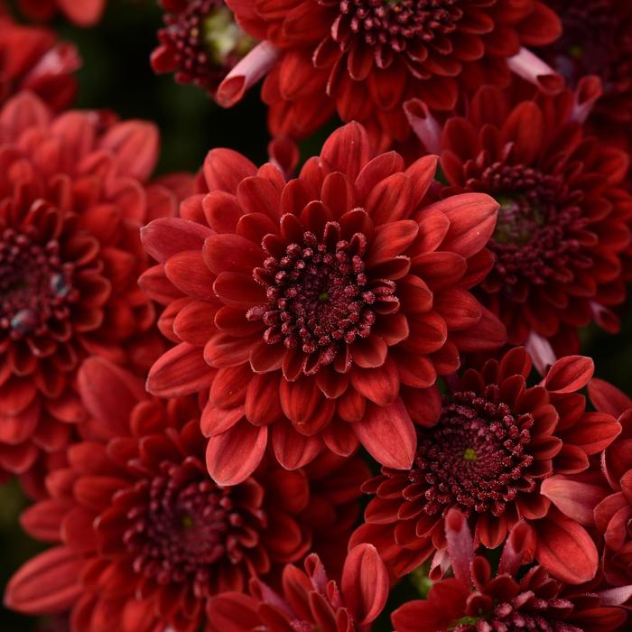 Chrysanthemum x morifolium 'Majesty Red' (163081)