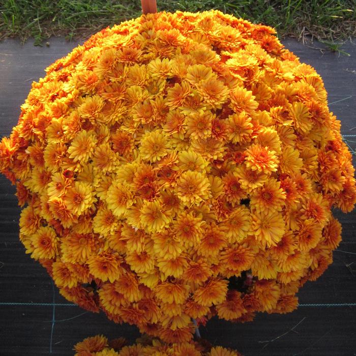 Chrysanthemum x morifolium 'Mika Orange' (163085)