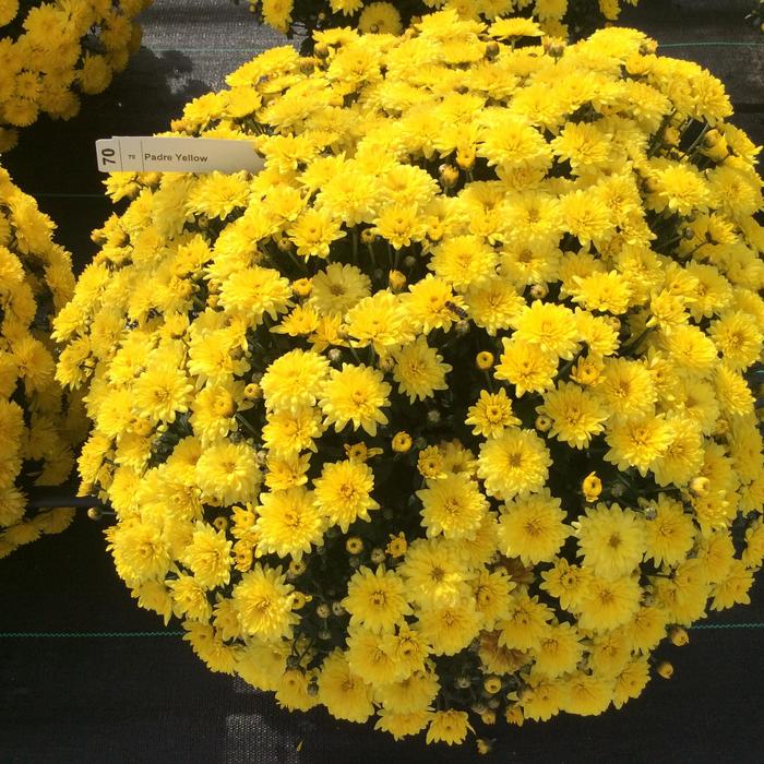 Chrysanthemum x morifolium Belgian® 'Padre Yellow' (163086)