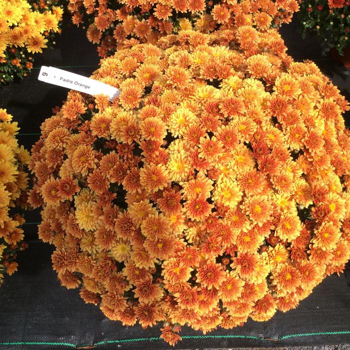 Chrysanthemum x morifolium Belgian® 'Padre Orange' (163089)