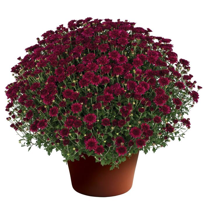 Chrysanthemum x morifolium 'Patty Purple' (163096)