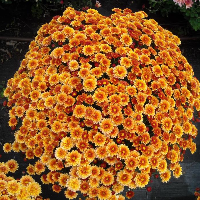 Chrysanthemum x morifolium 'Staviski Orange' (163107)