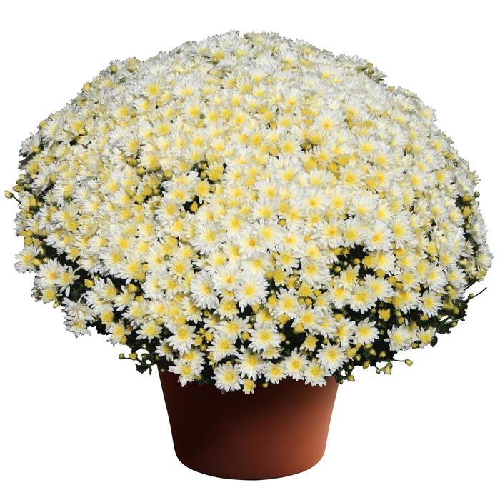 Chrysanthemum x morifolium 'Bertha™ White' (163191)